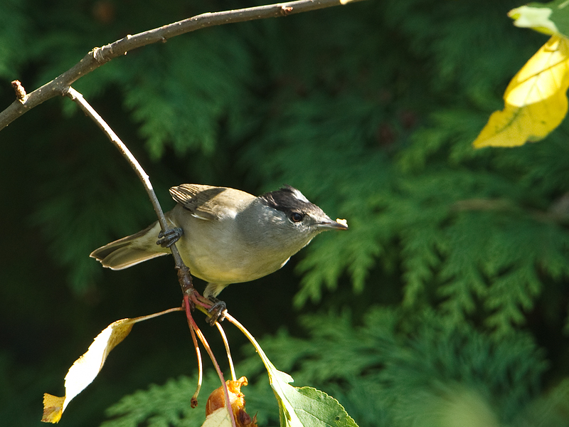 Sylvia atricapilla Blackcap Zwartkop